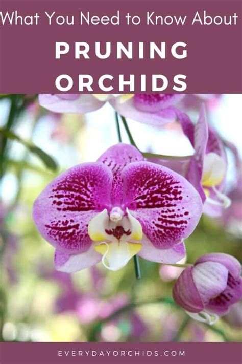 How To Use Epsom Salt On Your Orchids Artofit