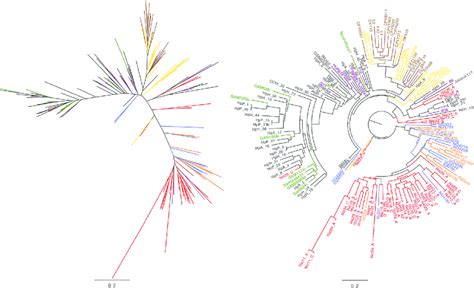 Maximum Likelihood Phyml Tree Based On Alignment Of The Baba