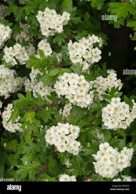 Hawthorne Blossom Crataegus Monogyna Stock Photo Alamy