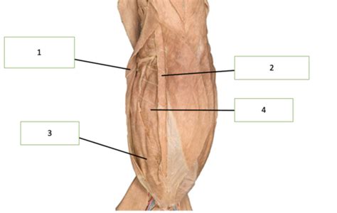 Lab Anterior Deep Muscles Cat Flashcards Quizlet