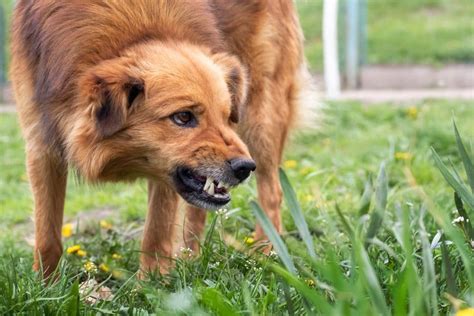 Mordeduras Cómo Prevenir De Perro En El Hogar