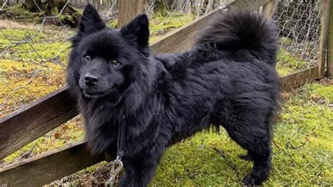 Swedish Lapphund - Dog Breed Profile