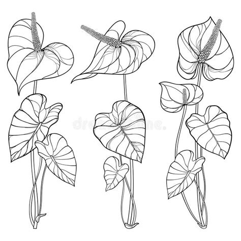 Vector Set Of Outline Tropical Plant Anthurium Or Anturium Flower Bunch