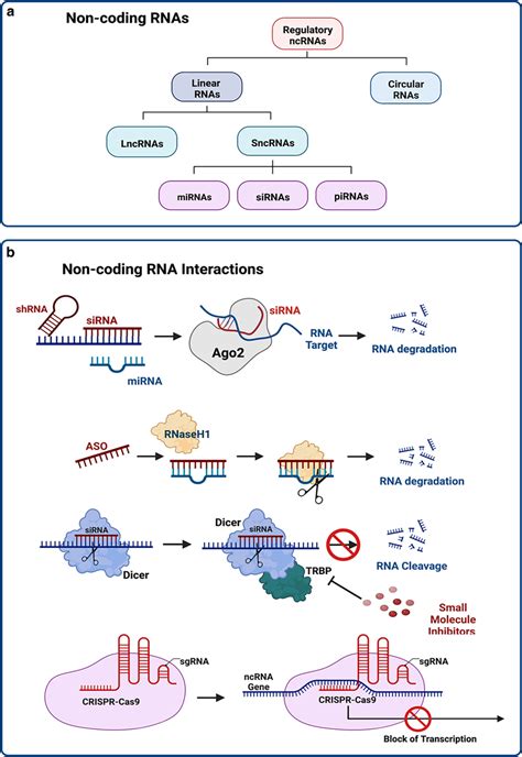 A Simplified Schematic Overview On Non Coding RNA NcRNA Species With