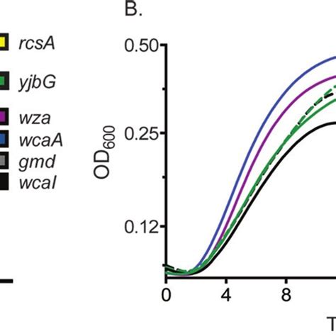 S Typhimurium Colanic Acid Capsule Mutants Show Increased Sensitivity