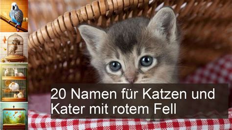 Namen F R Rote Katzen Und Namen F R Rote Kater Youtube