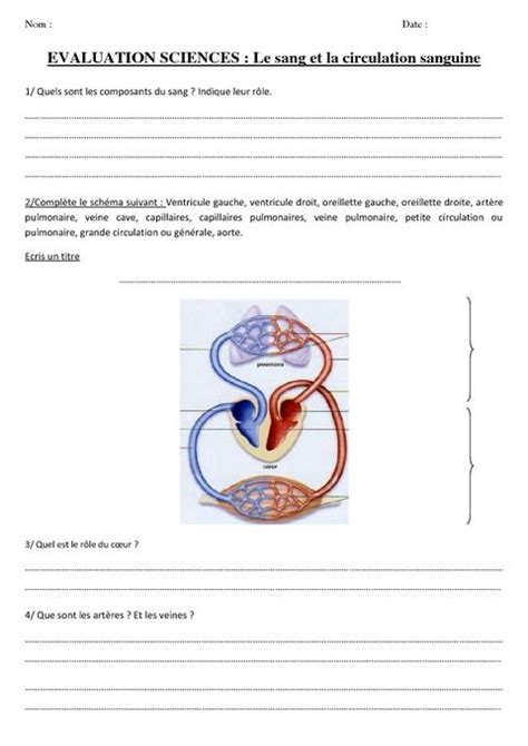 Le Sang Et La Circulation Sanguine Evaluation Cm2 Pass Education