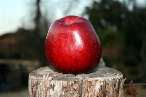 Bright Red Apple Free Stock Photo - Public Domain Pictures