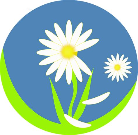 Smiling Daisy Cliparts 23 Buy Clip Art Daisy Group Logo Png