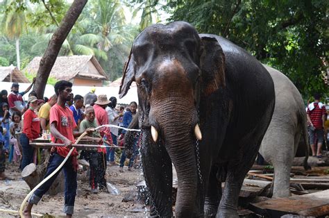 Elephant Animal Mammal Wild - Free photo on Pixabay - Pixabay