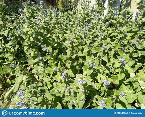 A Large Patch Green Alkanet Pentaglottis Sempervirens With Distinctive