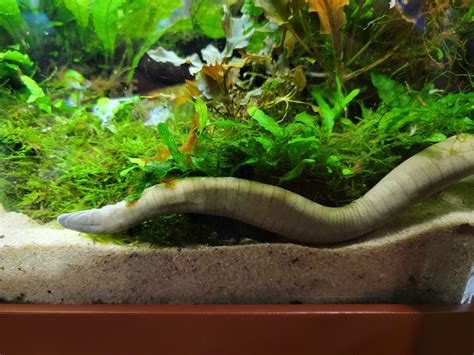 Smithsonian 2/22 - Amazonia, Typhlonectes natans caecilian - ZooChat