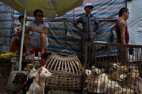 Chinese City Defends Dog Meat Festival Despite Scorn The New York Times