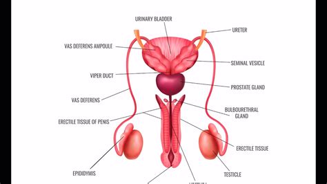 Veterinary Medicine Pathology Of Male Reproductive System Youtube