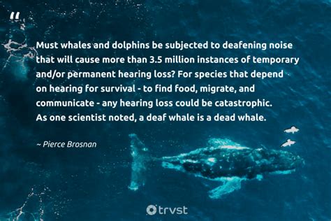 36 Whale Quotes To Help You Be Calm And Hopeful 2025