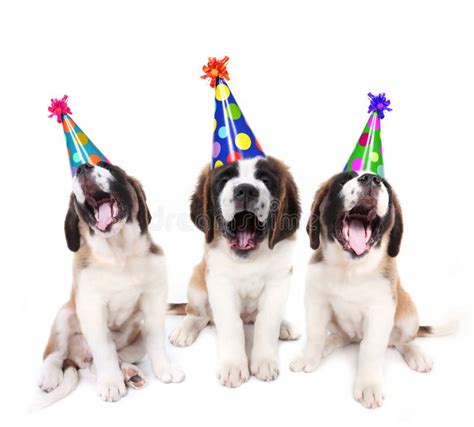 Puppies Singing Happy Birthday Wearing Party Hats Stock Photo Image