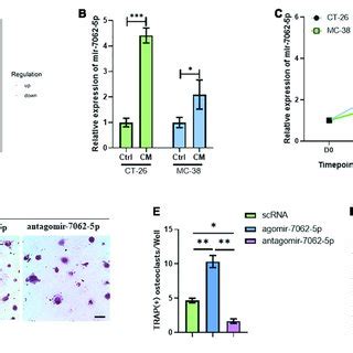 The Expression Of Mirna P Upregulates During Osteoclastogenesis