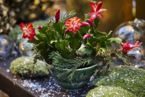 Christmas Pots For Cactus Flower