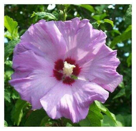 One Double Purple Rose Of Sharon Althea Tree Shrub Live Plant Etsy