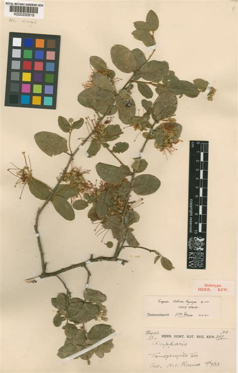 Capparis Sepiaria L Plants Of The World Online Kew Science