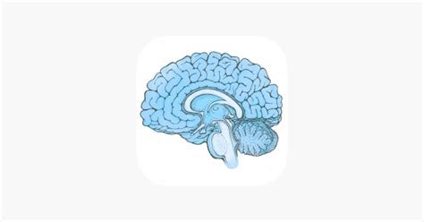 ‎know Your Brain Age On The App Store