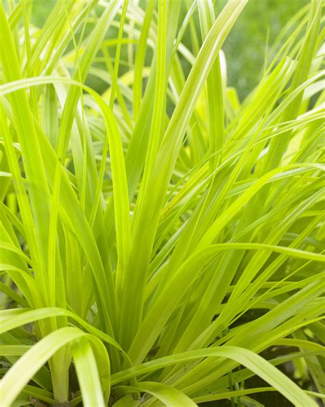 Carex oshimensis ‘Everillo’ Evercolor® | Tyler Arboretum