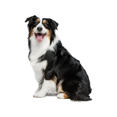 Australian Shepherd Breed Information And Insights Basepaws