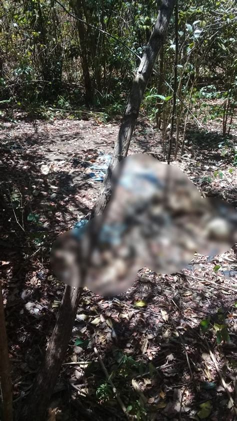 Ossada Humana Encontrada Em Regi O De Mata Na Zona Rural De Teresina