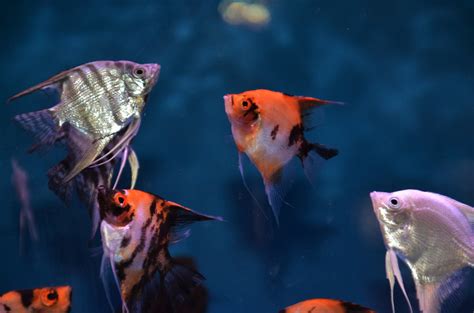 Angelfish And Discus