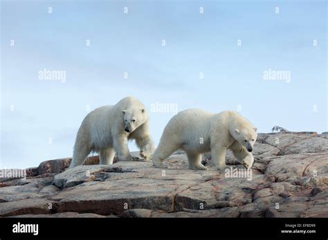 Canad Territorio De Nunavut Bah A Repulse Osos Polares Ursus