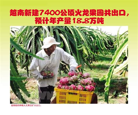 越南新建7400公顷火龙果园共出口预计年产量188万吨 农业天地网农业杂志马来西亚农业马来西亚油棕 马来西亚榴莲马来西亚