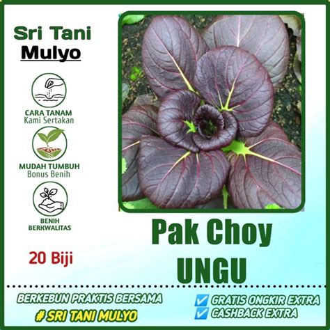 Jual 20 Biji Benih Pak Choy Ungu Dark Red F1 Pakcoy Merah Ungu