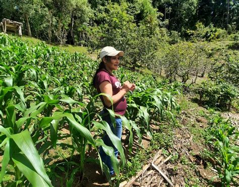 Reactivaci N Productiva En Granos B Sicos Para Familias Productoras