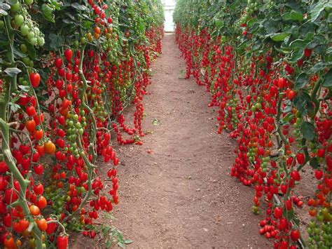 Tomate Cereja Garden Delivery SJC