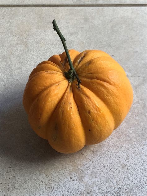 This Orange From My Backyard That Looks Like A Pumpkin R Mildlyinteresting