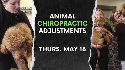 Dog Chiropractic Adjustments Frederick Chiropractor Youtube