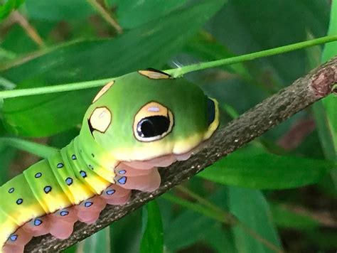 7 Caterpillars With Large Eyespots With Photos Hubpages