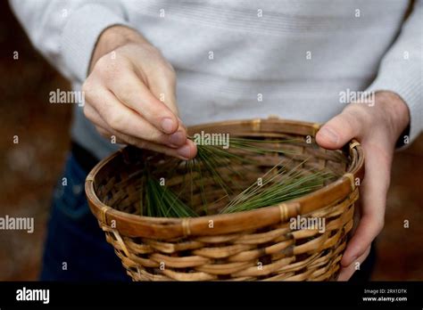 Close Up Man In Woods With Wicker Basket Full Of Pine Cuttings Stock