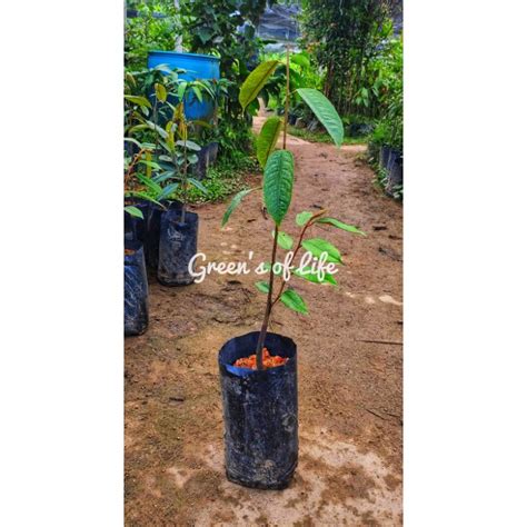 Anak Pokok Durian Musang King D197 Kahwin Durian Musang King Tree