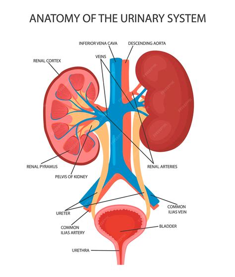 Kidney And Bladder Anatomy