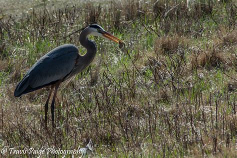 Wildlife on Plum Island, Massachusetts - Travis Paige Photography