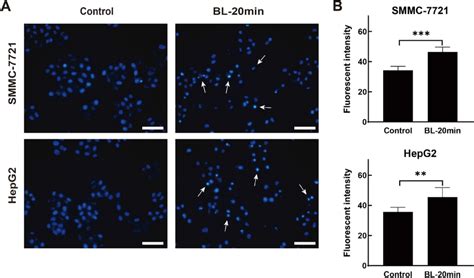 Morphology And Fluorescence Of Smmc 7721 And Hepg2 Cells After Bl Download Scientific Diagram