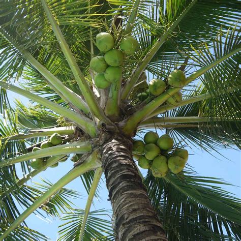 Fresh Centrifuged Organic Virgin Coconut Oil CoccoMio Coconut Oil