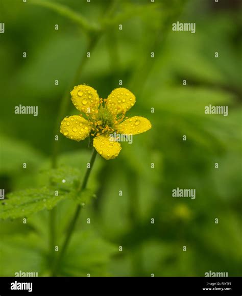 Flower With Five Petals High Resolution Stock Photography And Images