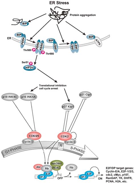 Glycyrrhetinic Acid Induces G1‑phase Cell Cycle Arrest In Human Non‑small Cell Lung Cancer Cells