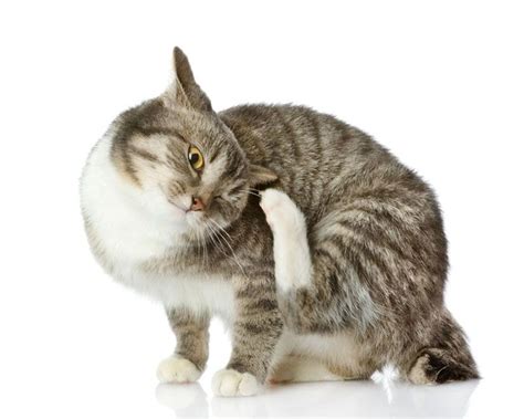 Почему кошка постоянно чешется и лижется, а блох нет, что делать?