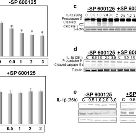 Jnk Inhibition Prevents Il 1b Mediated Caspase Dependent Cell Death In Download Scientific