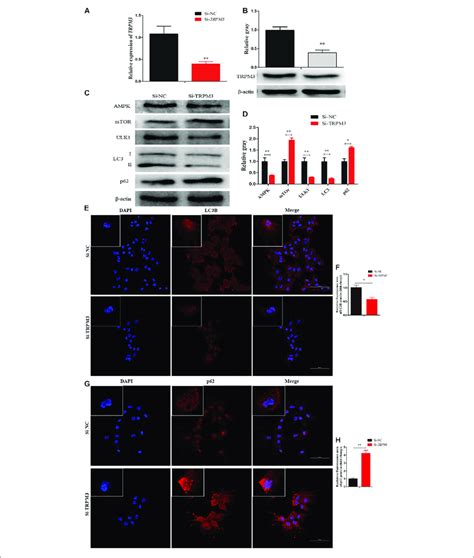 Transient Receptor Potential Melastatin 3 Trpm3 Promotes Granulosa Download Scientific