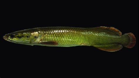 Lateral View Of Specimen Of Arapaima Gigas Schinz Scale Bar