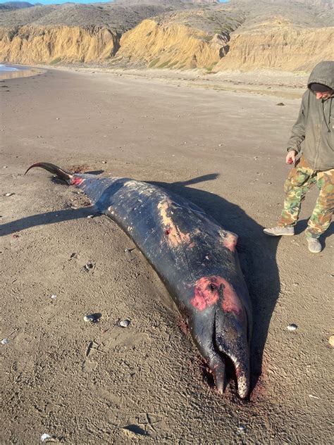 Ginkgo Toothed Beaked Whale From Ventura CA 93001 USA On November 5